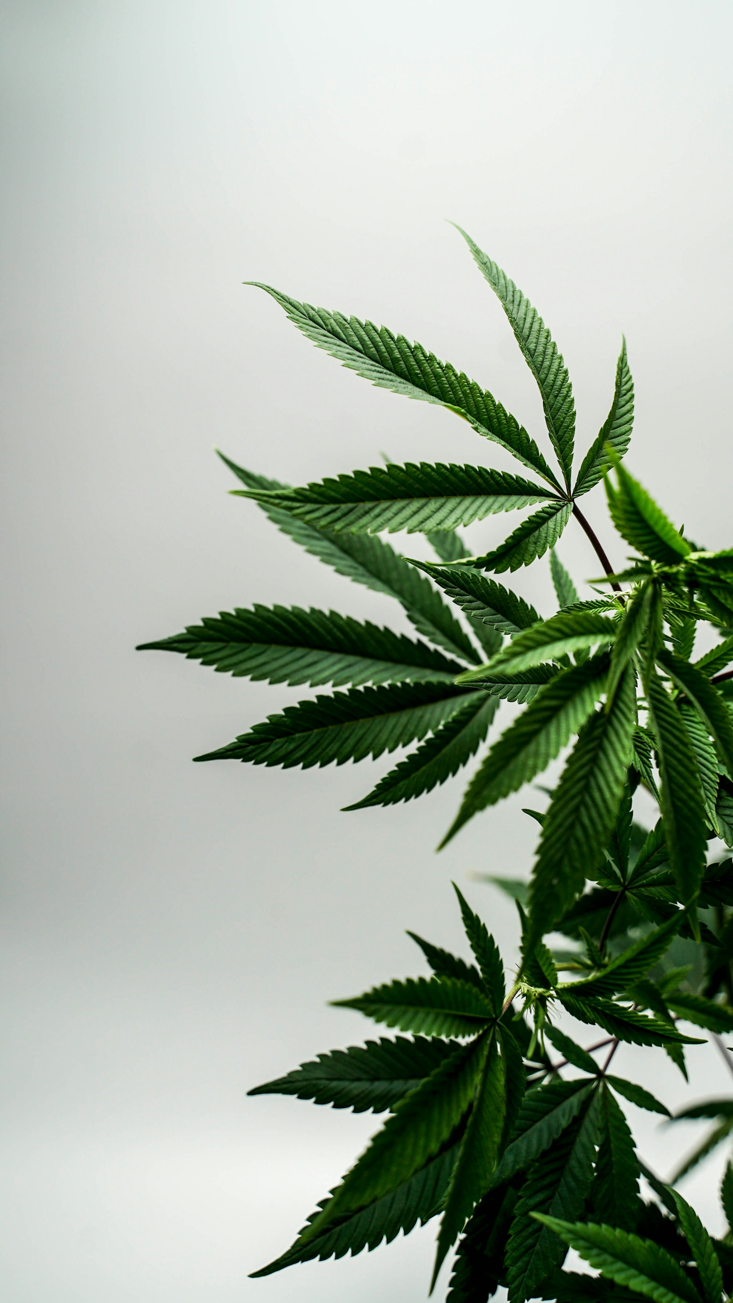 Cannabispflanze im Detail – Hintergrund der Cannasseure Berlins
